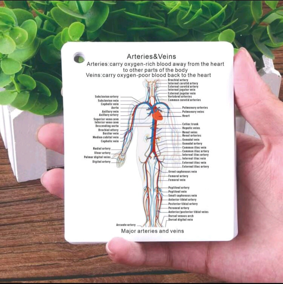 Anatomical System flashcards