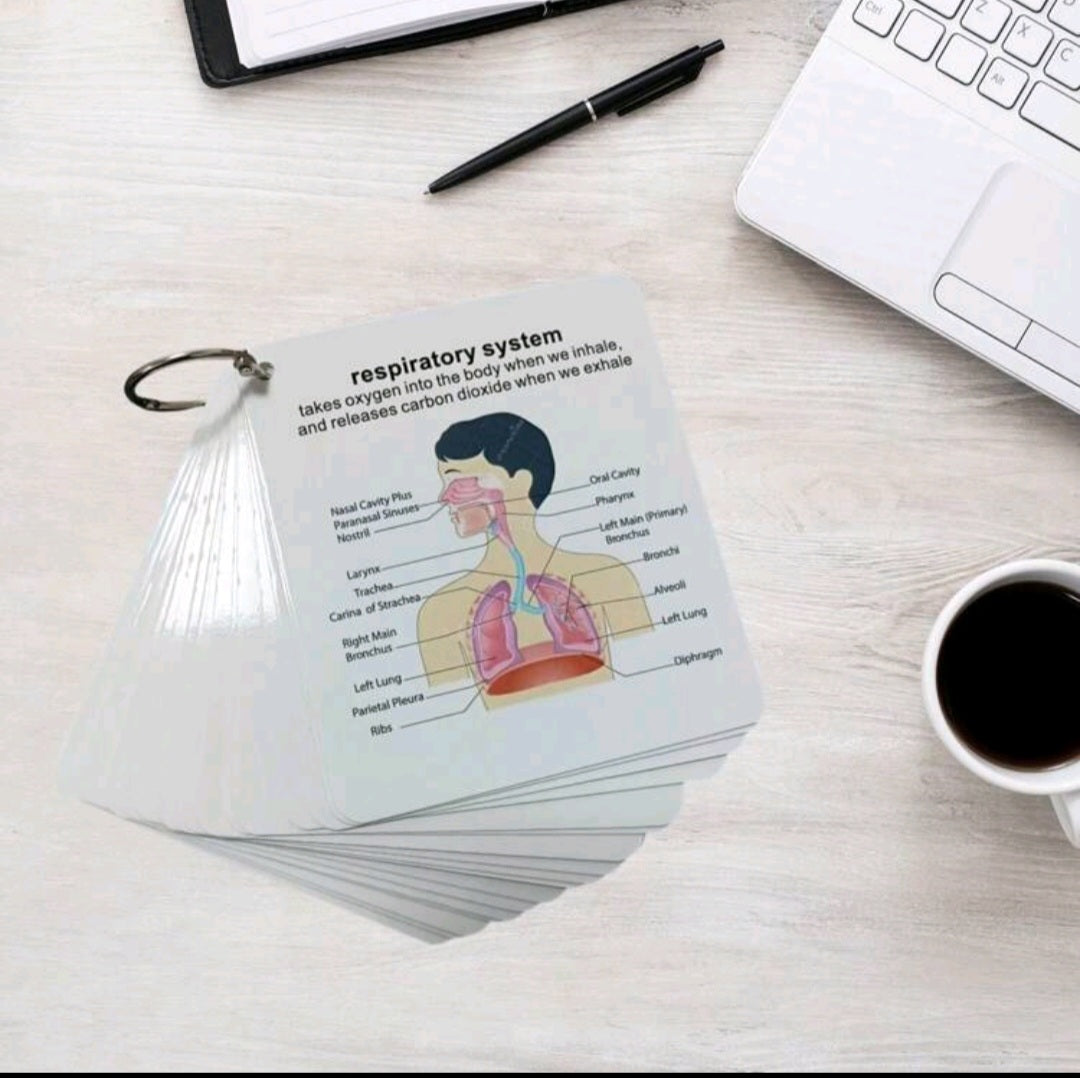 Anatomical System flashcards