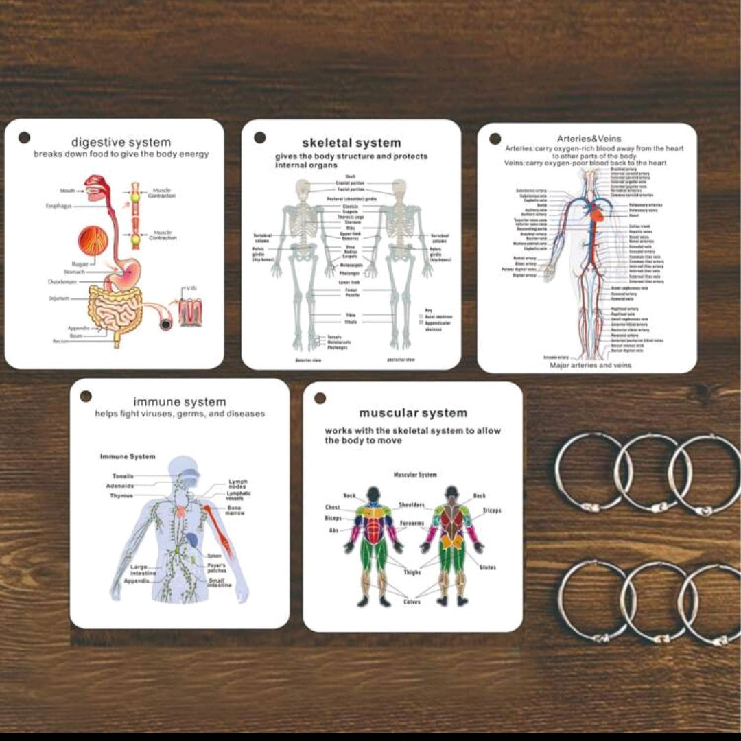 Anatomical System flashcards
