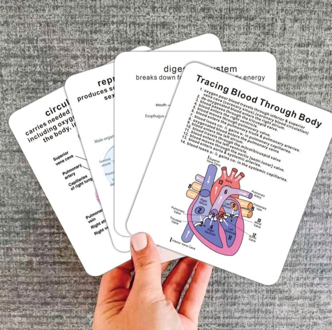 Anatomical System flashcards