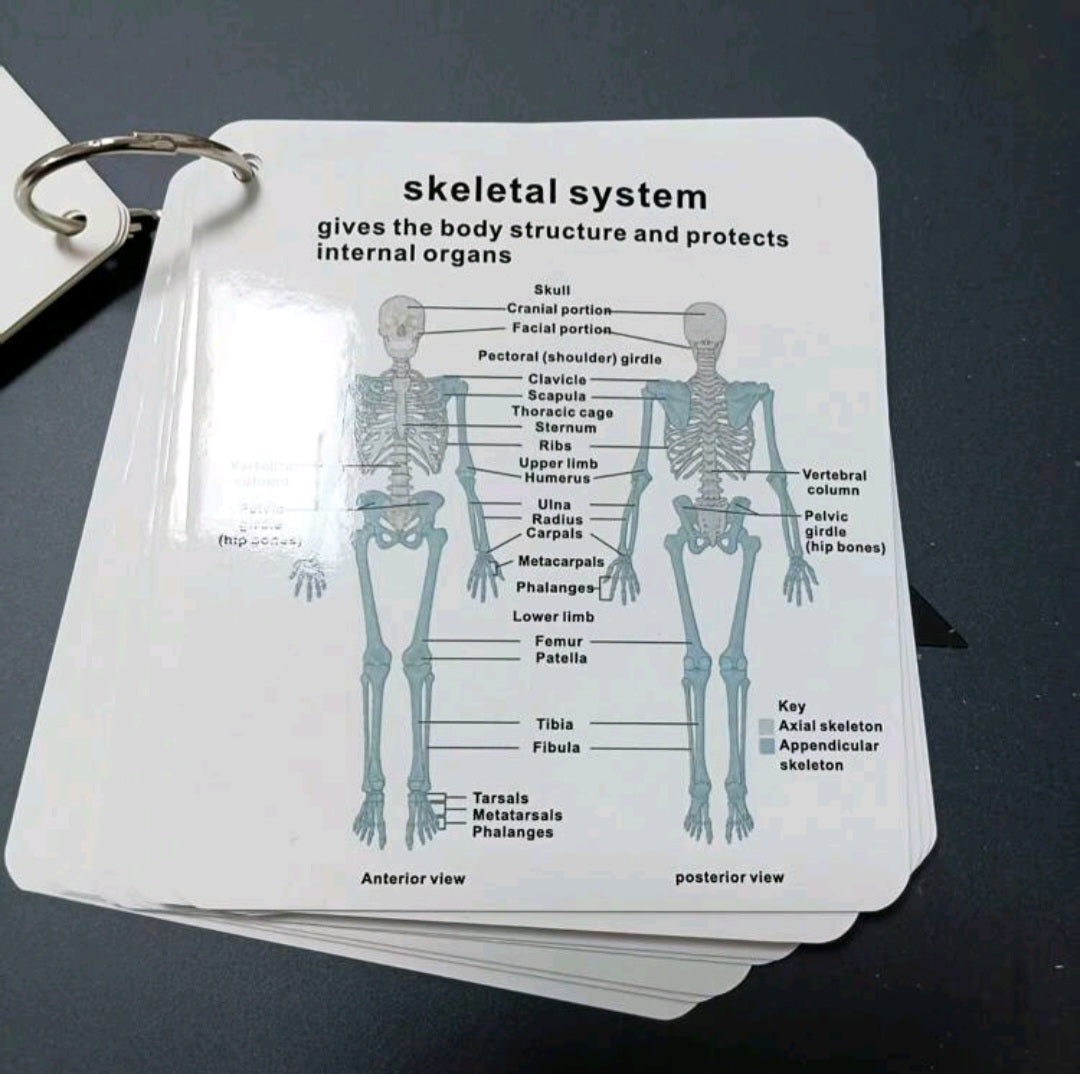 Anatomical System flashcards