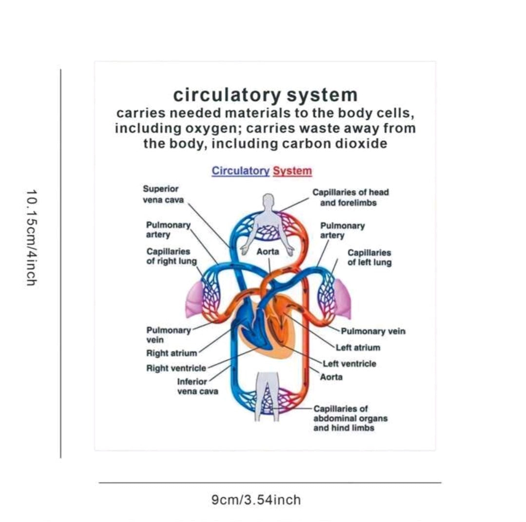 Anatomical System flashcards