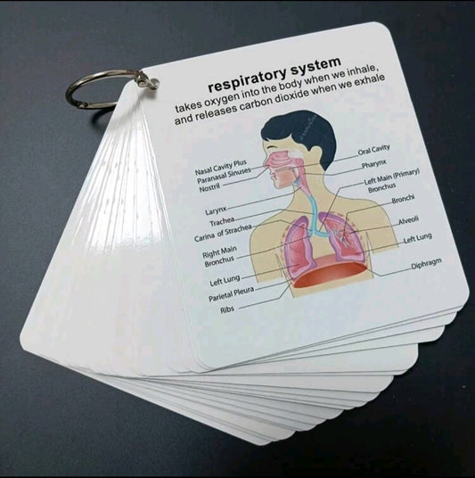 Anatomical System flashcards